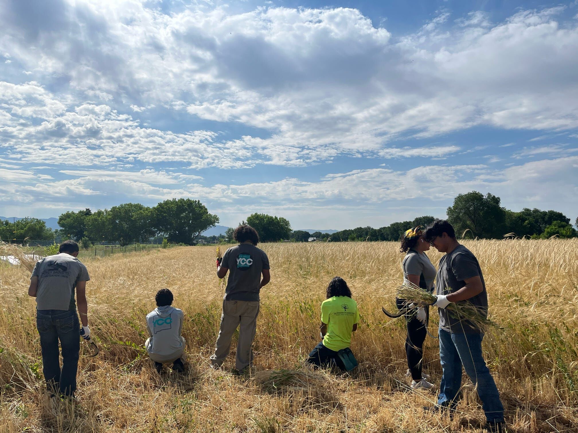 Un equipo juvenil siega a mano un campo dorado, bajo un cielo lleno de nubes de verano.