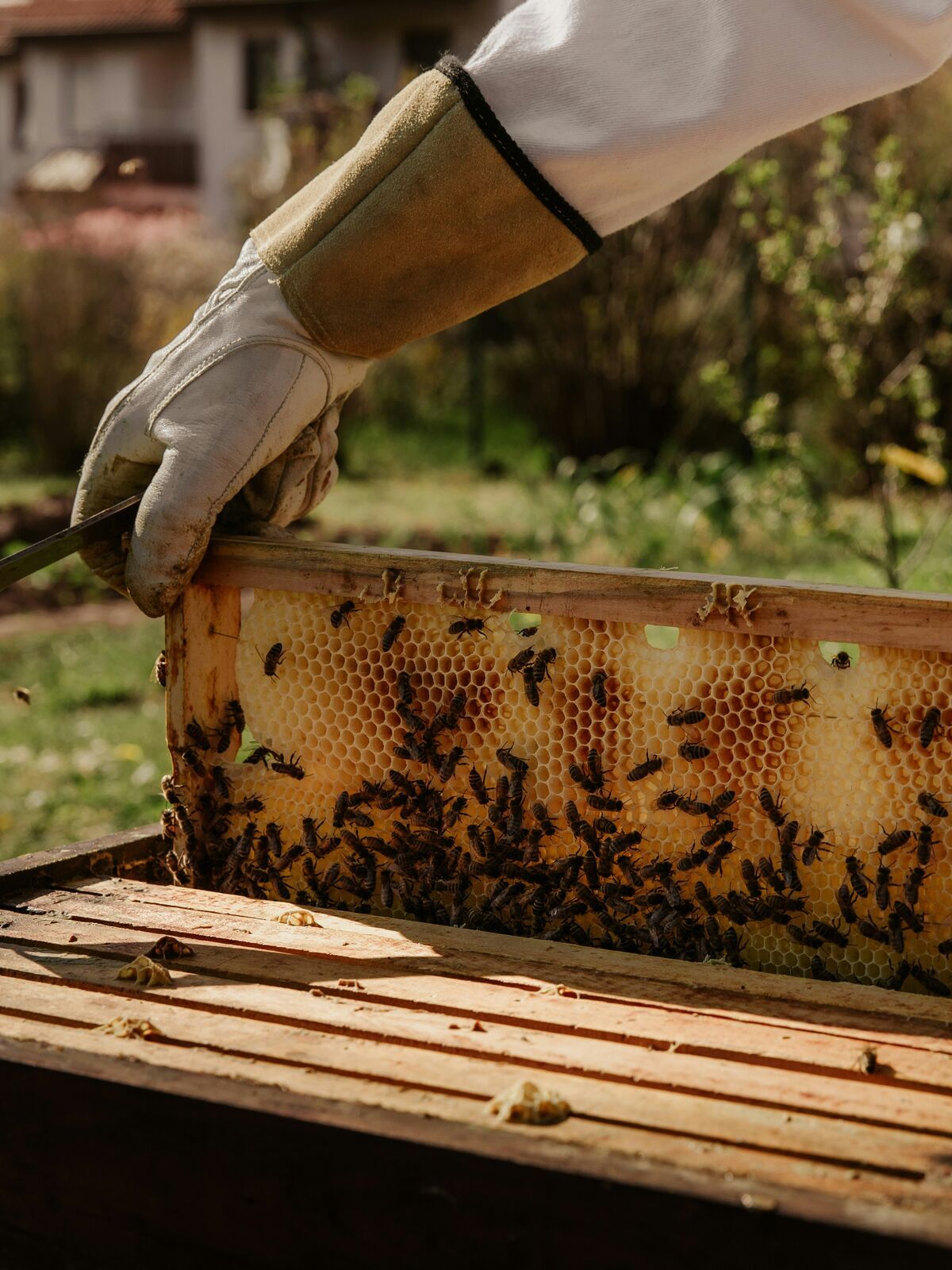 Unas manos con guantes sacan de la colmena un marco de madera con panal, lleno de abejas.