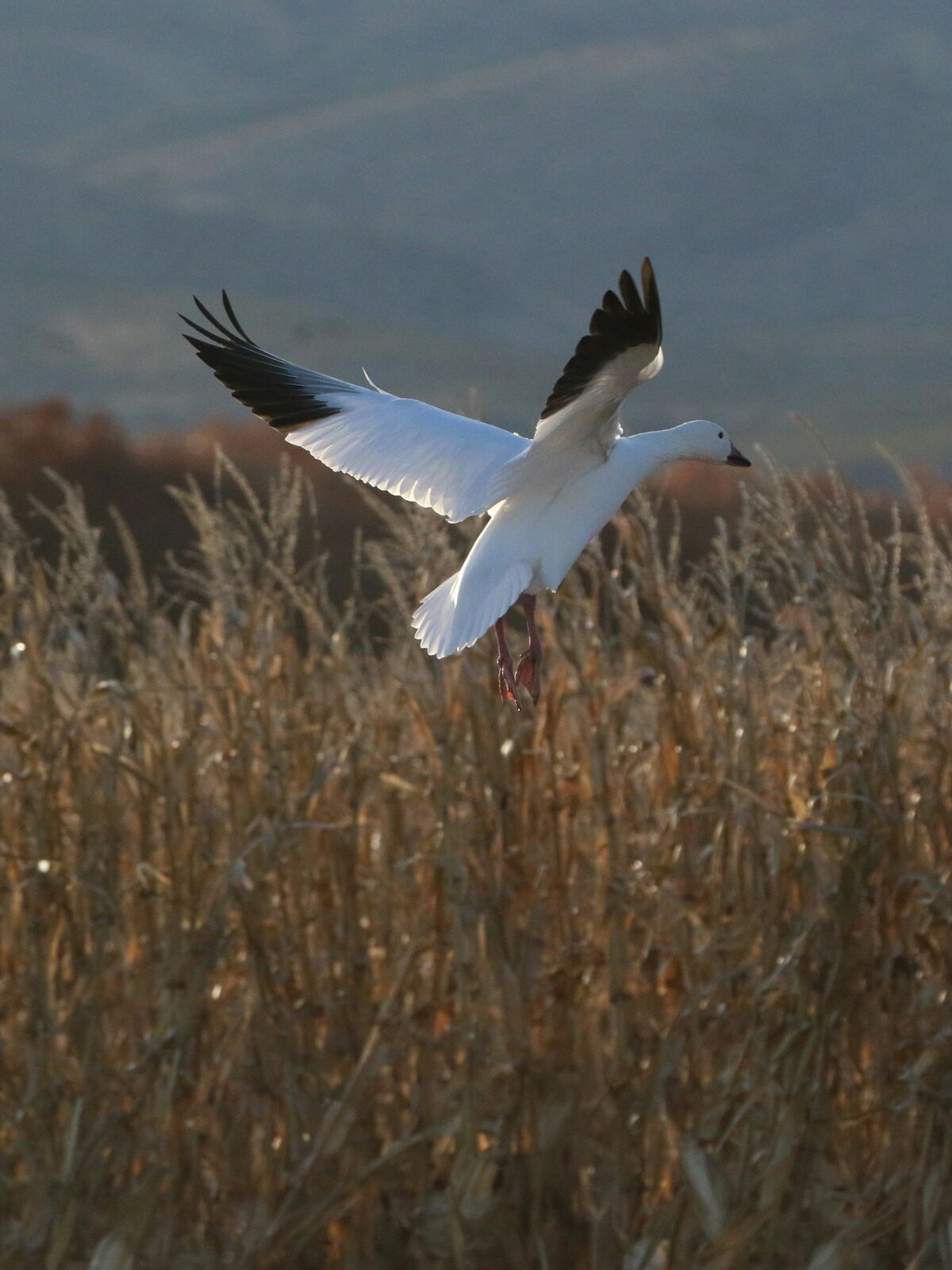 Un ganso blanco baja a posarse sobre un campo de pasto alto y seco en el Bosque del Apache.