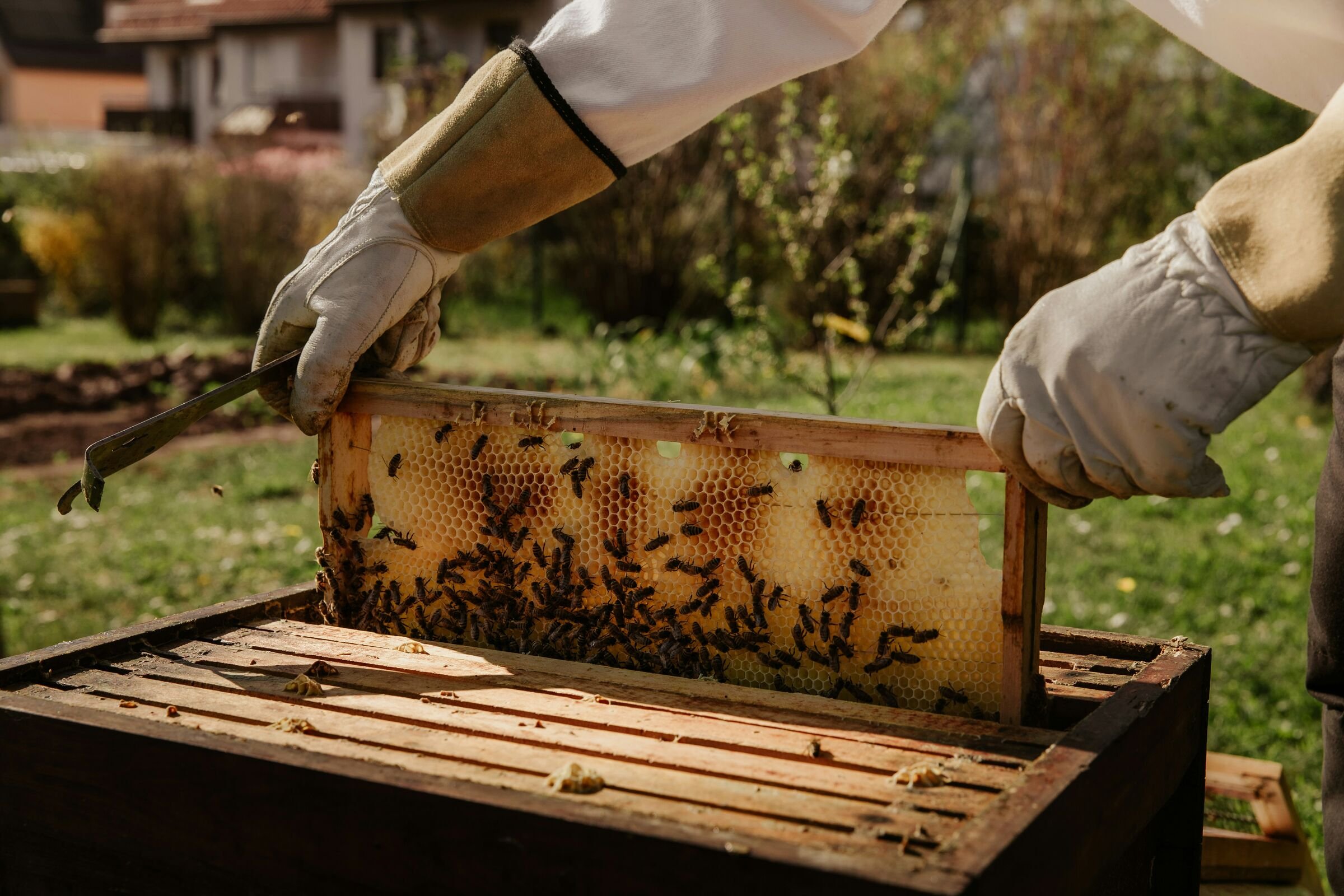 Unas manos con guantes sacan de la colmena un marco de madera con panal, lleno de abejas.