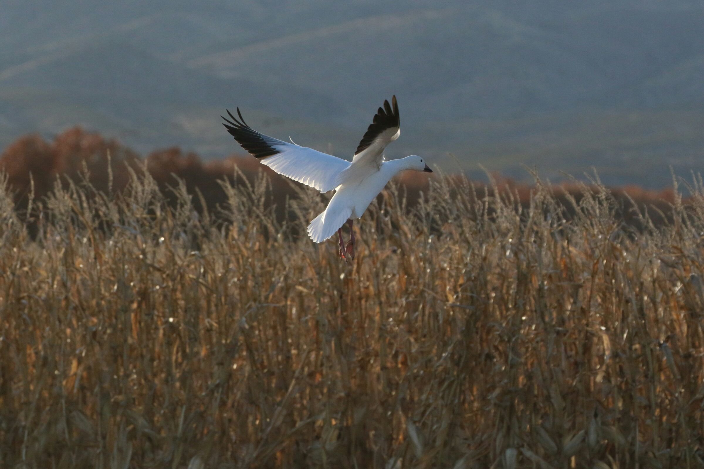 Un ganso blanco baja a posarse sobre un campo de pasto alto y seco en el Bosque del Apache.
